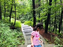 -铁山坪森林公园