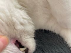 -柏萃动物医院·骨科·牙科