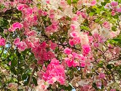 -深圳国际园林花卉博览园