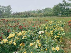 -杭州湾海上花田景区