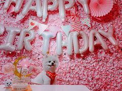 -百好乐宠物友好餐厅(朝外大街店)