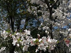 -径山花海