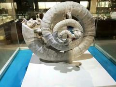 -青岛贝壳博物馆