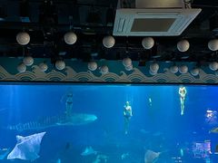 -烟台海昌鲸鲨海洋公园