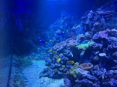 -江和美海洋公园