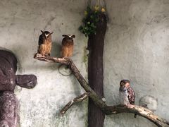 -吉隆坡雀鸟公园