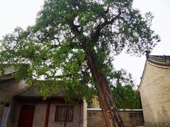 -黄帝陵