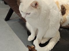 -琪喵猫屋·撸猫猫咖·猫舍