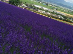 -富田农场