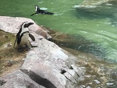 -新加坡飞禽公园