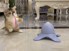 -柚子猫舍·精品猫舍购猫·猫咪认养·购宠·宠物店
