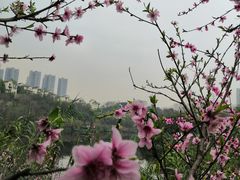 -重庆彩云湖湿地公园