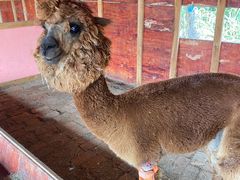 -前小桔亲子创意农场·草莓采摘·露营烧烤