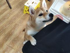 -柴犬高等学院·狗咖·柴犬售卖·宠物训练