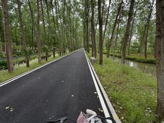 -合肥滨湖国家森林公园