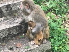 -黔灵山公园
