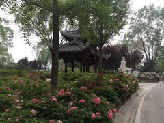 -石家庄市植物园
