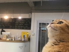 -Heymao猫咖.咖啡厅(东门店)