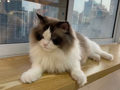 -Heymao猫咖.咖啡厅(东门店)