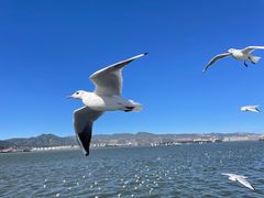 -海埂大坝