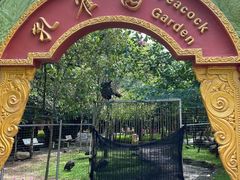 -瑞丽独树成林风景区