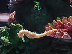 -暹罗海洋世界