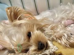 -百好乐宠物友好餐厅(朝外大街店)