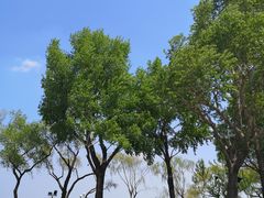 -人民防洪胜利纪念塔