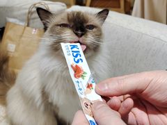 -藏猫猫咖啡主题馆(中央大道店)