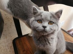 -猫友咖啡店(玉林西路店)