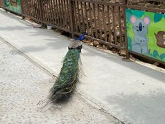 -西霞口神雕山野生动物世界