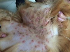 -菲尔斯特宠物医院