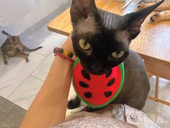 -楼上猫咖(罗湖店)