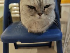 -平行世界·猫咖(首经贸店)