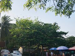 -东郊椰林