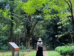 -南宁良凤江国家森林公园