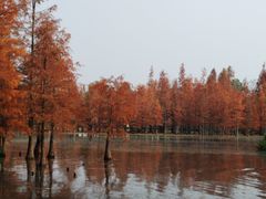 -白鹭湾湿地公园