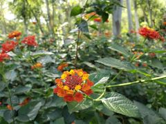 -福建鲤鱼洲酒店