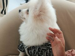 -怪兽屋·羊驼·猫咖·狗咖(俊华广场店)