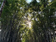 -田心森林公园