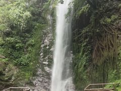 -莫里热带雨林景区