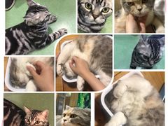 -藦茜花园宠物主题亲子互动体验馆(国顺东路店)