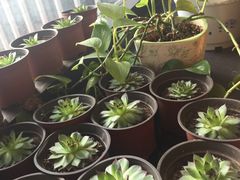-院落创意菜
