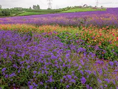 -紫颐香薰山谷景区