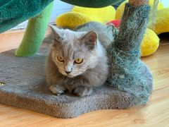 -momokira米努特·德文卷毛猫·棉花面纱犬