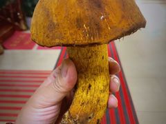 -双喜农庄·菌香园(安居家园店)