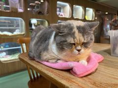 -藦茜花园宠物主题亲子互动体验馆(国顺东路店)