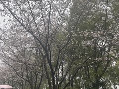 -团城山公园