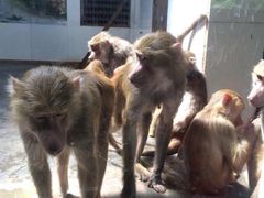 -西安秦岭野生动物园