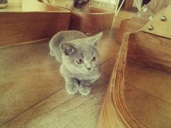 -猫咖时代(中山亭店)